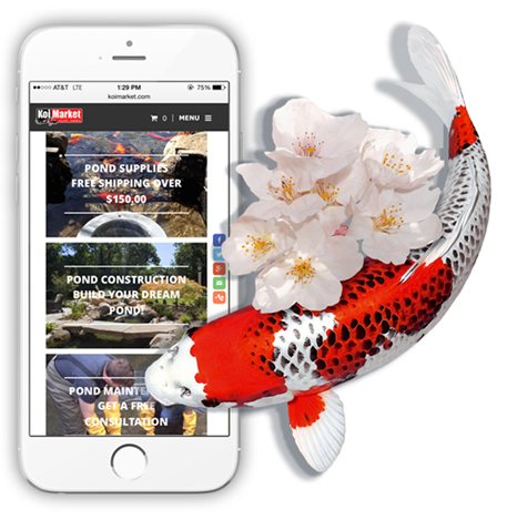 Koi fish, Flowers, and a iPone